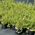 Nátržník krovitý (Potentilla fruticosa) ´MC KAY´S WHITE´ - výška 20-30 cm, Ø 30-40 cm, kont. C2L